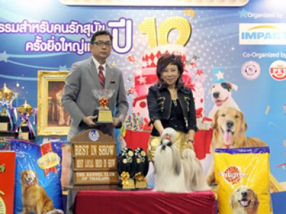 TH.CH.HEARTYS GOSSIP GIRL