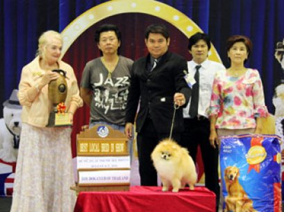 TH.CH.GOLDEN STAR'S THE HEAT IS ON