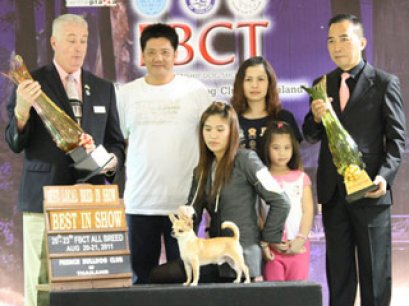 GRAND.AM.TH.CH.BANJACKS LITTLE BOY NOLLY