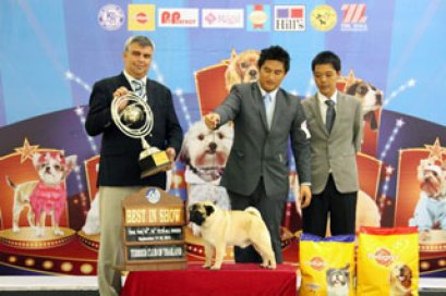 TERRIER CLUB AND PET PERFECT DOG SHOW 2011 (AB1)