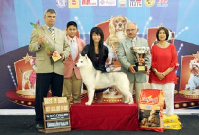 TERRIER CLUB AND PET PERFECT DOG SHOW 2011 (AB4)