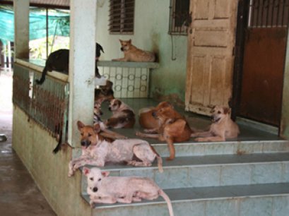 แนวทางและมาตรการ แก้ไขปัญหาสุนัขจรจัด