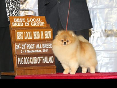 TH.CH.MASTERPOMS TO SUCCEED