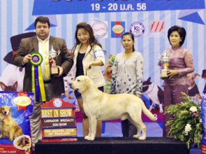 Labrador Retriever Specialty Champions Dog Show