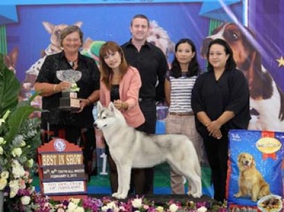 The Mall Toy Dog Championship Dog Show 1/2013(AB1)