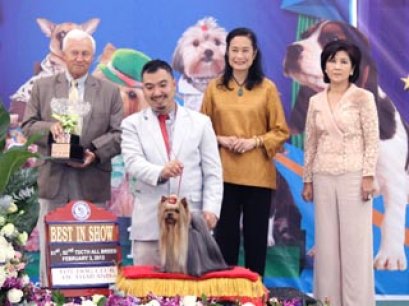 The Mall Toy Dog Championship Dog Show 1/2013(AB3)