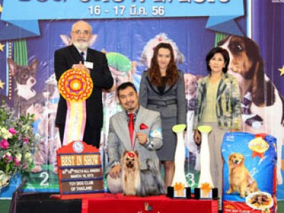 The Mall Toy Dog Championship Dog Show 2/2013(AB2)