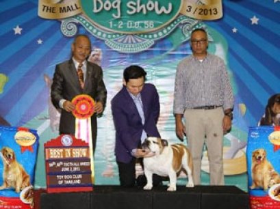 The Mall Toy Dog Championship Dog Show 3/2013(AB1)