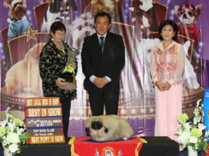 The Mall Toy Dog Championship Dog Show 4/2013(AB1)