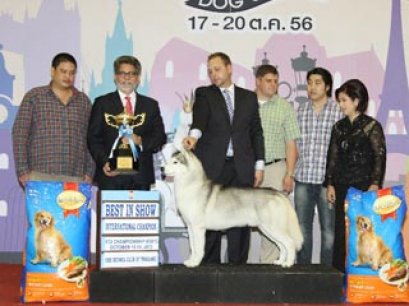 2013 The Mall Grand Dog Show(AB3)