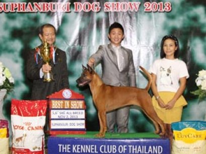 Suphanburi Dog Show 2013(AB2)