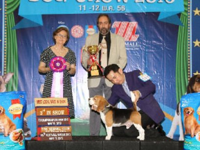 TH.GR.AM.CH.PERFECT COMPANION'S TIGRISS