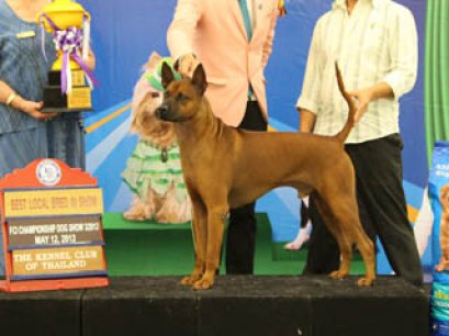 TH.CH.SIAM GRAND PETCH-AMPOL BY D-D-P