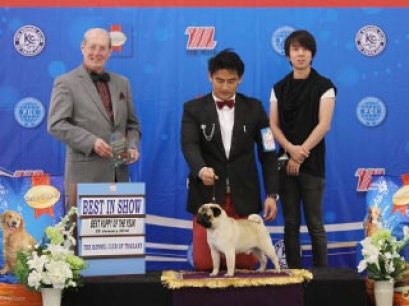 Best Puppy Of The Year 2013