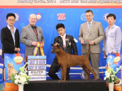 Best Local Bred Of The Year 2013