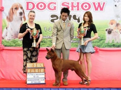NONGKHAI DOG SHOW 2014(AB1)
