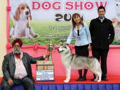 NONGKHAI DOG SHOW 2014(AB2)