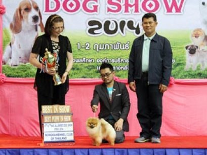 NONGKHAI DOG SHOW 2014(AB3)