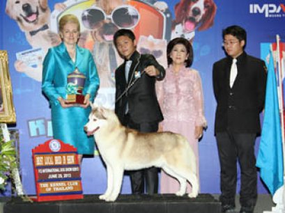 TH.CH.ANAKIN'S CHASING RAINBOWS