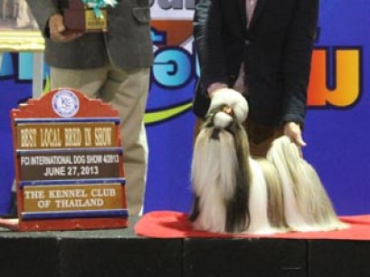 TH.GRAND CH.CENTURY'S MY GOLDEN DREAM