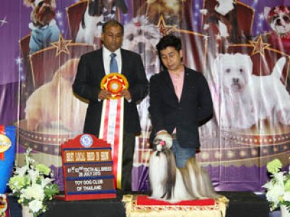 TH.GRAND CH.CENTURY'S MY GOLDEN DREAM