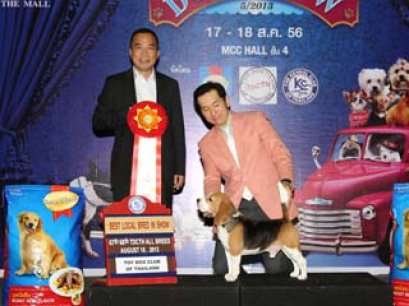 TH.GR.AM.CH.PERFECT COMPANION'S TIGRISS