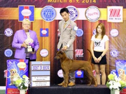 The Mall Toy Dog Championship Dog Show 2/2014(AB3)