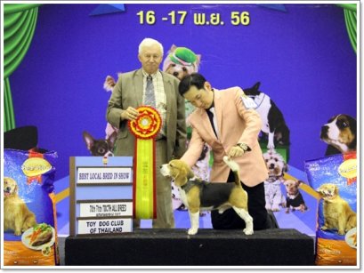 TH.GR.AM.CH.PERFECT COMPANION'S TIGRISS