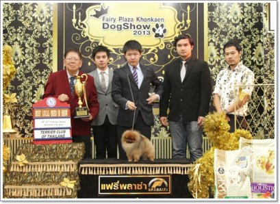 TEDDY'S STAR POWER JUNIOR