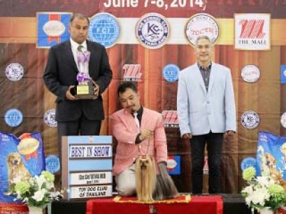 The Mall Toy Dog Championship Dog Show 3/2014(AB1)