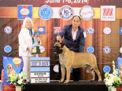 The Mall Toy Dog Championship Dog Show 3/2014(AB4)