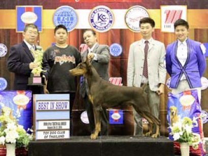 The Mall Toy Dog Championship Dog Show 5/2014_AB3
