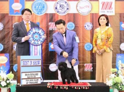 The Mall Toy Dog Championship Dog Show 6/2014_AB2