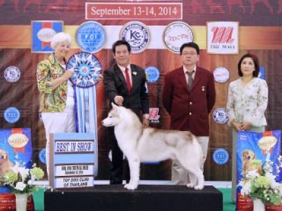 The Mall Toy Dog Championship Dog Show 6/2014_AB4