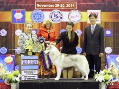 The Mall Toy Dog Championship Dog Show 7/2014_AB4