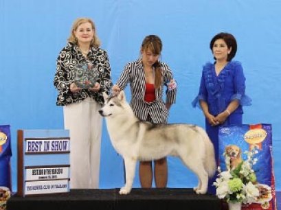 Best Dog Of The Year 2014