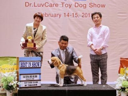 Central Toy Dog Championship Dog Show 1/2015_AB2
