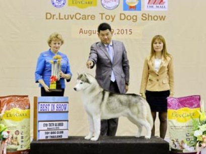 Toy Dog Championship Dog Show 6/2015_AB1
