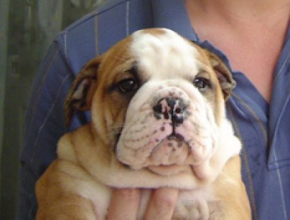 โรคอ้วนของสัตว์เลี้ยง