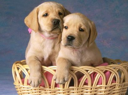 สุนัขหวงลูก แม่ผู้เป็นนักฆ่า