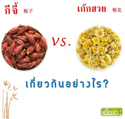 กีจี้ กับ เก๊กฮวย เกี่ยวกันอย่างไร