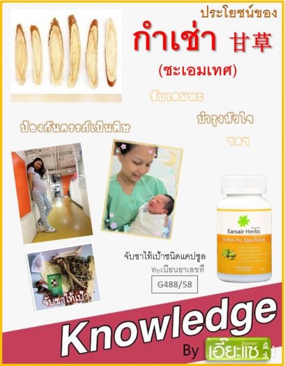 กำเช่า (ชะเอมเทศ)