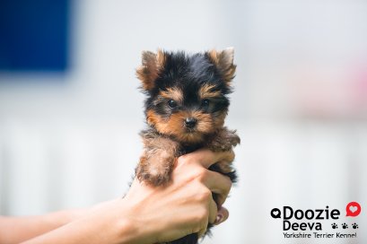 Male เพศผู้ ไซด์Teacup หน้าตุ๊กตา