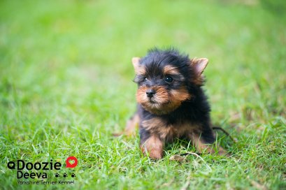 Male เพศผู้ ไซด์เล็ก หน้าตุ๊กตา 2