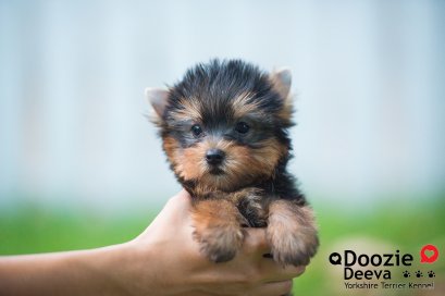 Female เพศเมีย ไซด์เล็ก หน้าตุ๊กตา