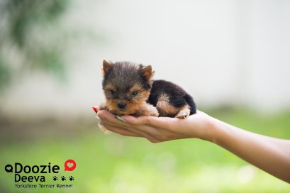 Male เพศผู้ ไซด์เล็ก หน้าตุ๊กตา 1