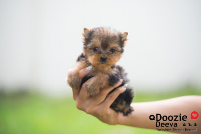 Female เพศเมีย ไซด์เล็ก หน้าตุ๊กตา 3