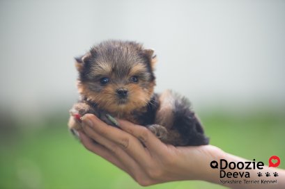 Female เพศเมีย ไซด์เล็ก หน้าตุ๊กตา 2