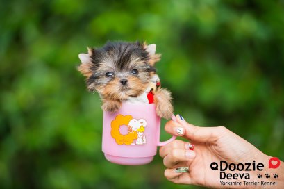 ยอร์คเชียร์ทีคัพ ข้อควรรู้ก่อนเลี้ยง