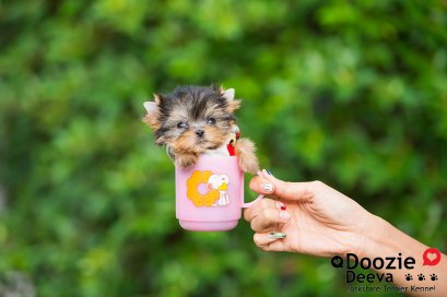 Female เพศเมีย ไซด์Super Teacup หน้าตุ๊กตา